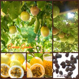 30 BUTIR BIJI/BENIH TANAMAN MARKISA KUNING