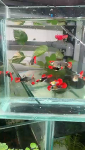 Premium Short Body Koi Guppy guppy pair (1 Male + 1 Female) red cap koi guppy show grade guppy exotic aquascape specimen high grade tank specimen | TAG Ecohill
