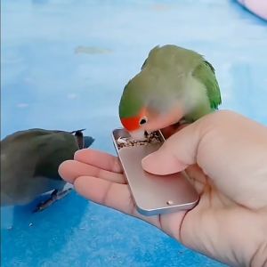 Rennas Bird Training Feeder For Bird Toys For Bird Food Storage Bird Cage For Bird Parrot Toys Pet