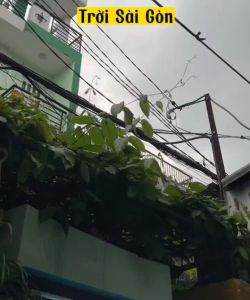 Anti stress - Parakill dưỡng Cá Cảnh lờ đờ núp góc túm lắc nấm