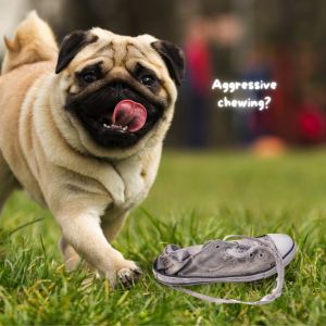 Petopia Dog Toys Chew Toys Super Bite-resistant | Treats Toy | Durable Food-grade Safe | Cute Designs