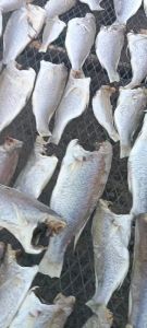 Khô Cá Lù Đù Chàm Vị Mặn Vừa Ăn  Ngon Như Khô Cá Đù Cà Mau- Vựa Khô Minh Triết