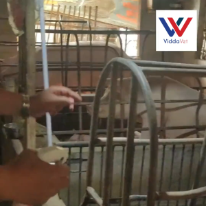 100 ml Boar odorant viddavet hog mate boar odorant hog smell boar odorant for gilts and sows heat detection boar mate