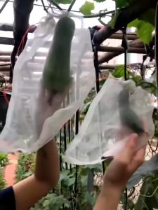 Pembungkus buah/Fruit Cover Paket 100pcs Fruit Cover Easy Grow Pembungkus Buah Brongsong Anggur Kelengkeng Jambu Mangga 20x30cm