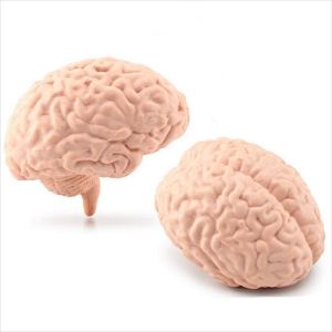 8 Pcs Human Organ Toys Figurine Human Organ Montessori Organ Tubuh Manusia Edukasi Anatomi Manusia Montessori