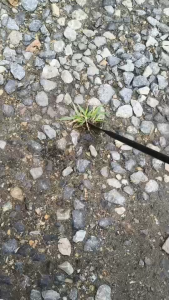 เสียมงัดหญ้าต้น ถอนยันรากเอาออกยันโคน เป็นเหล็กเเข็งแรงคุณภาพดี