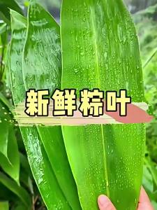 FANZUZHEN | Fresh Large Wild Premium Bamboo Leaves