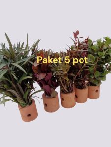 Paket hemat tanaman aquascape isi 5 pot hiasan aquarium