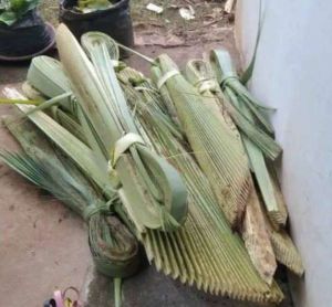 Daun Lontar Muda Bahan Ketupat/Kerajinan Tangan Lainnya