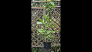 โฮย่า ต้นไม้เลี้ยงง่าย (Hoya australis)