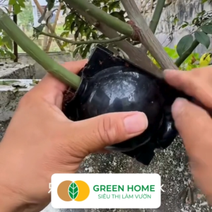 Bầu Chiết Cành GreenHome R10cm(1 Thùng 80 CÁI) Tăng Khả Năng Ra RễPhù Hợp Với Xoài MítSầu Riêng
