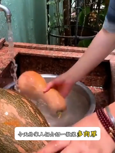 20 เมล็ดเมล็ดพันธุ์ฟักทองตะขอทอง เมล็ดฟักทองบัตเตอร์นัทเมล็ดฟักทองฟักทองตะขอทอง งอกง่ายผลดกลูกใหญ่