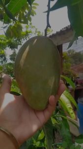 Bibit Tanaman Mangga Yuwen Unggul Super Red