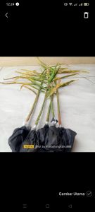 Bibit Tanaman Jahe Emprit (5pcs) Benih Tanaman Indah Sehat