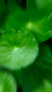 Mudrops Pegagan: Meningkatkan Daya Ingat & Melancarkan Peredaran Darah BPOM