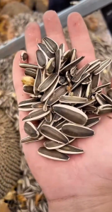 HẠT HƯỚNG DƯƠNG SẤY MỘC – TÚI ZIP 500G