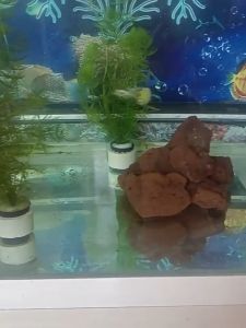 Rổ giỏ nhựa trồng cây thủy canh cốc ươm cây thủy sinh bể cá tép store