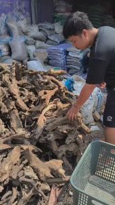 AKAR/KAYU ROSE WOOD BiotopeHardscapeAquascape Reptile reptil karakter unik