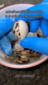 เคลื่อนที่ 2 หลอดยาสีฟันออราคลิน - สูตรสมุนไพร - กลิ่นพีช - ขนาด 80g