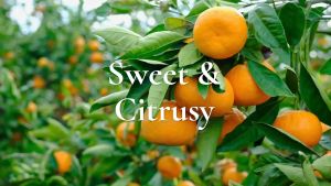 Tinh dầu Quýt Gya labs Mandarin essential oil Citrus Nobilis 100% tự nhiên 10ml của Mỹ