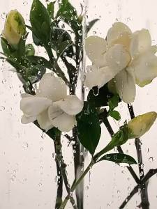 CHUNFENGSHILI | Gardenia & Woody Scent Long-lasting Moisturizing Nourishing Shower Gel