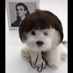 Litake Funny Dog Cosplay Wig Fashion Headwear Apparel Toy Pet Supplies Dog Dress Up For Halloween Christmas Parties Festivals Dog Wigs For Small Medium And Large Dogs