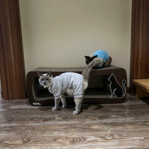 Long Tail Cat Scratching Board Model Cutting BB Layer 99*35*36cm 8.7kg Multi Cat Can Bear 150 Pounds Feng Shun