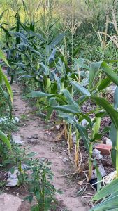 Hạt giống bắp nếp nù hạt bắp ngọt hạt bắp nữ hoàng đỏ/ hạt giống phú nông