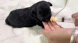 CoralCove จุกนมแมว ปลอดภัย สำหรับสุนัขและกระรอก ขนาด S/M/L นุ่มสบาย ไม่ทำร้าย