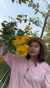 Treeno.9 T353 เหลืองชัชวาล กระถาง 8 นิ้ว (Cat Claw Creeper) ไม้ประดับเลื้อย ดอกโดดเด่น สีเหลืองสวย สูง 70-80 cm