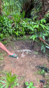 Pencabut Rumput Liar Multifungsi Gagang Kayu Dan Besi