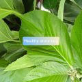 Daun Talingkup Segar Per 500 Gram. 