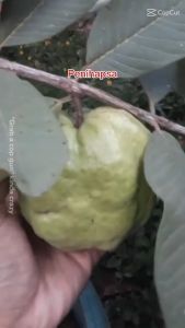 Bibit Jambu Kristal Tanpa Biji Super Okulasi