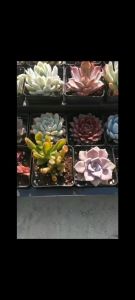 Simulation succulent diamond ceramic potted plant combination Nordic style office ornaments fake plant bonsai