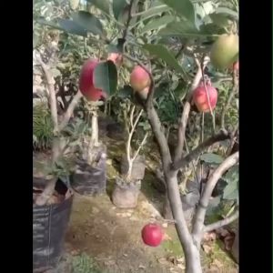 Bibit Tanaman Apel Anna Super Unggulan hasil STEK siap tanam