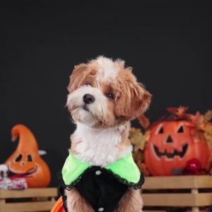 Velvet Pumpkin Dog Costume: Perfect for Small Dogs & Cats