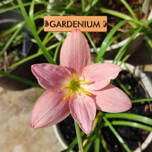 Umbi Bunga Rain Lily Pink Diamond - Rainlily Zephyranthes Hybrid