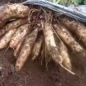 Umbi Yacon Fresh Asli Wonosbo Kualitas Super