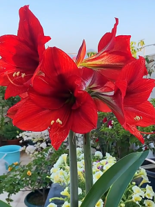 Củ giống hoa huệ tây nhiều màu ( Huệ Tứ Phương ) - 1 củ - FlowerSeeds