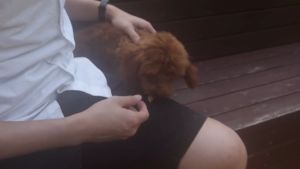 เลิก 4 รส ขนมหมา ขนมสูงสุนัข และขนมแมว สุนัขแมวอาหารสุนัขแปรรูปจากเนื้อ, เป็ด, ไก่, และปลา 15g