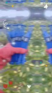 5 Pasang Serampat Sandal Tali Sendal Japit  Jepit Premium Kekinian