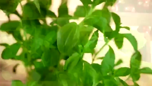 Tinh dầu húng chanh lên men Panda Thanh Mộc Hương 30ml giảm ho sổ mũi tăng sức đề kháng cho trẻ