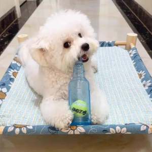 Dog Toy Sound Making Tennis Ball Soda Bottle Teddy Bichon Border Collie Chew Resistant Teeth Grinding Small Dog Self Entertaining Interactive