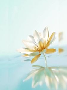 CHUANZE | Bộ Dây Câu Chính Không Nút Knotless Trong Hộp Quà Tặng