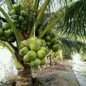 Bibit Buah Kelapa Hijau Kelapa Wulung Valid