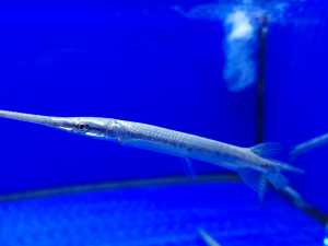 4"+/- Spotted Gar 斑点雀鳝 (尖嘴鳄) (2 fish per pack)