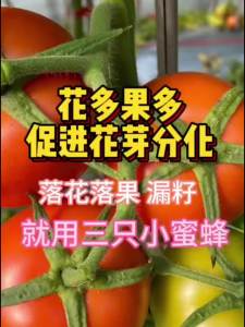 💗🙋♀️💗三只小蜜蜂光合叶面肥预防开花不结果促花保果生根壮苗水溶肥
