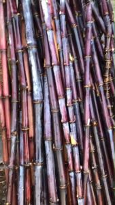 อ้อยดำ อ้อยแดง ผลไม้ทำยา 10 ท่อน 2 ท่อน ตัดสด ตัดท่อน ใช้ต้มดื่ม คลิกเพื่อเรียบร้อย