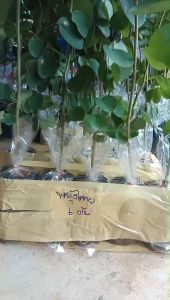 ต้นพะยุงไทย ไม้เศณษฐกิจราคาแพง (ขายเป็นชุด)