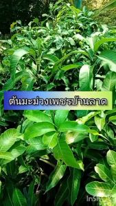 ต้นมะม่วงเพชรบ้านลาด นิยมกินดิบ เนื้อสัมผัสแข็ง รสชาติมันอร่อย มีกลิ่นหอมยางเป็นมะม่วงโบราณหายาก